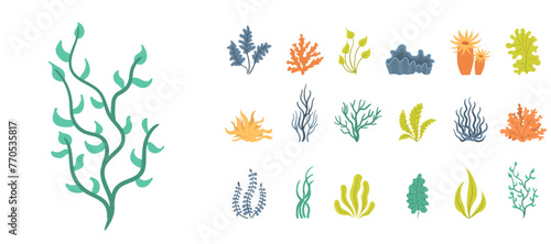 Collection of seaweeds, underwater sea plants, shells. Vector illustration of seaweeds, planting, marine algae and ocean corals silhouettes. Collection of cartoon algae.