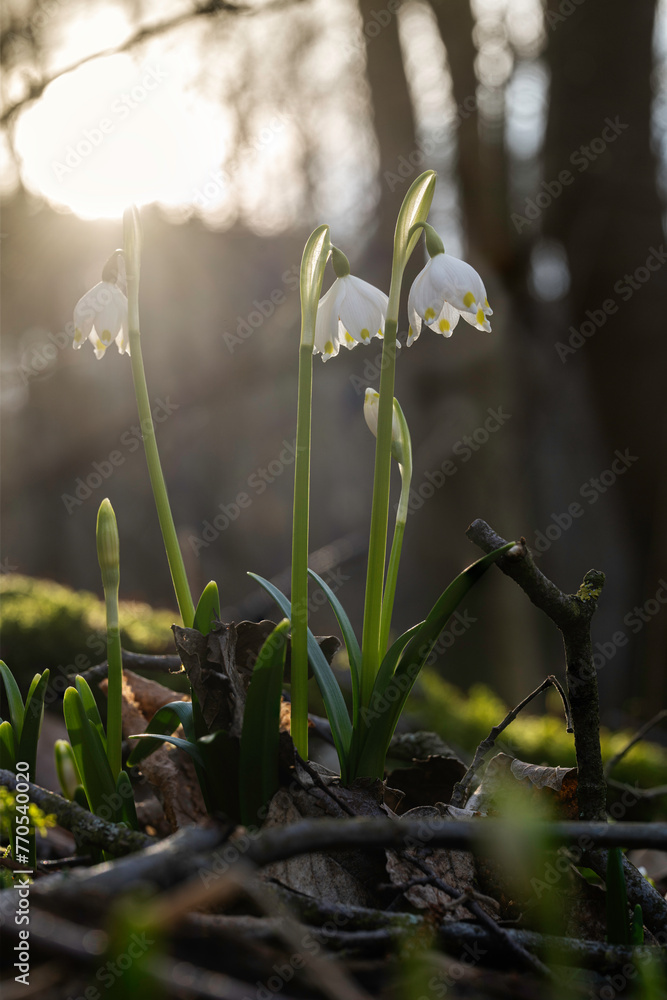 Frühling: Eis und Schnee sind geschmolzen. Märzenbecher verzaubern Wiesen in einen Teppich aus blühenden Pflanzen. Menschen strömen in die Natur, um mit dem Erwachen neuen Lebens zu identifizieren. - obrazy, fototapety, plakaty 