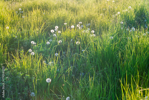 Meadow overgrown with high grass and dandelions in springtime backlit