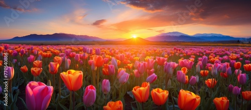 A field of colorful tulips under a sunset sky, with mountains in the background. The orange afterglow enhances the beauty of the natural landscape with lush green grass #770540886