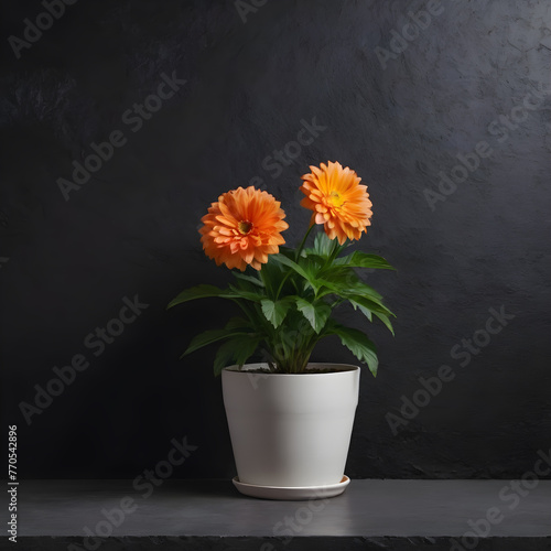 plants flowers in a pot on a black background.copy space