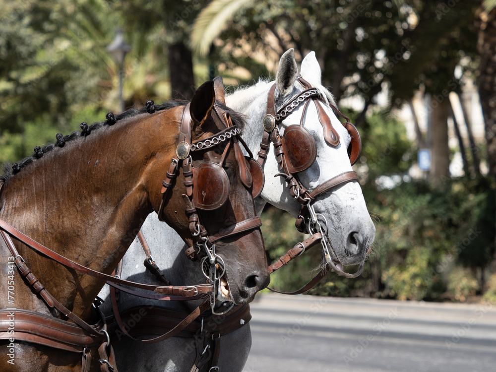 Horses with saddlery details for carriage horses at the Málaga Fair Horses with saddlery details for carriage horses at the Málaga Fair