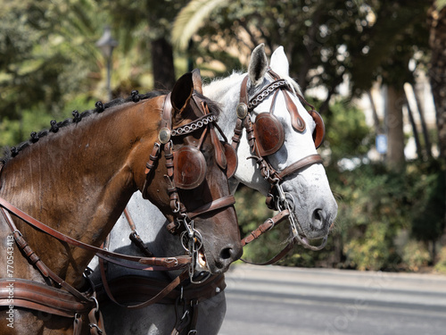 Horses with saddlery details for carriage horses at the Málaga Fair