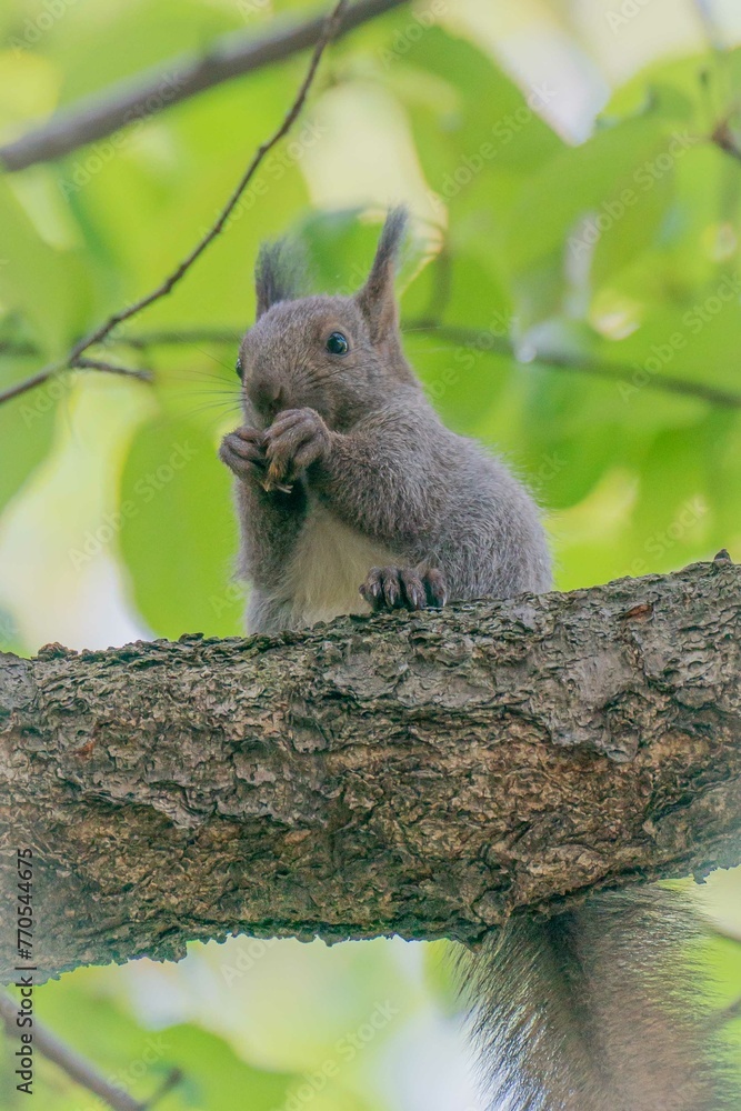 Obraz premium エゾリス