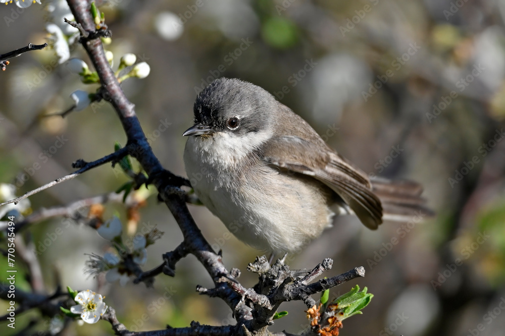 Lesser whitethroat // Klappergrasmücke (Curruca curruca / Sylvia curruca) Lesser whitethroat // Klappergrasmücke (Curruca curruca / Sylvia curruca)