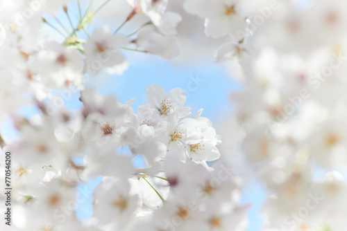 満開の白い桜の花