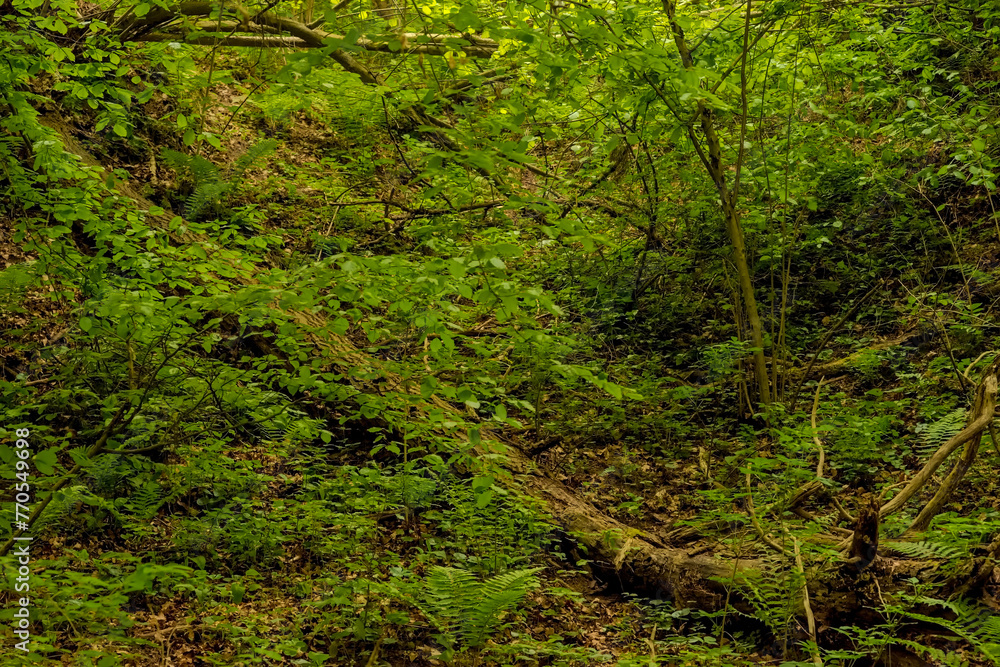 Dziki gąszcz świętokrzyskiej „dżungli” w majowe popołudnie. Piękne lasy w malowniczych okolicach Ostrowca. Lasy o niemal „pierwotnym” - puszczańskim - dzikim charakterze . - obrazy, fototapety, plakaty 