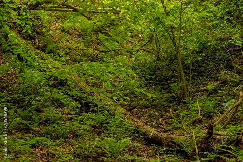 Dziki gąszcz świętokrzyskiej „dżungli” w majowe popołudnie. Piękne lasy w malowniczych okolicach Ostrowca. Lasy o niemal „pierwotnym” - puszczańskim - dzikim charakterze .
