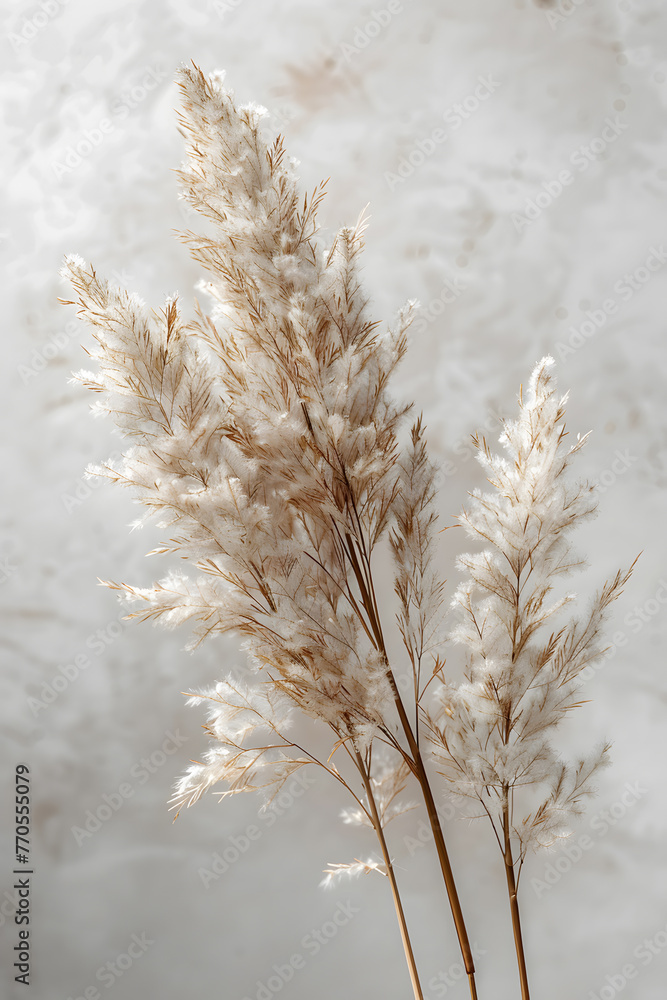 Close up of three pampas grass plants, a type of terrestrial plant belonging to the grass family, with their fluffy white flower plumes, set against a gray background Close up of three pampas grass plants, a type of terrestrial plant belonging to the grass family, with their fluffy white flower plumes, set against a gray background