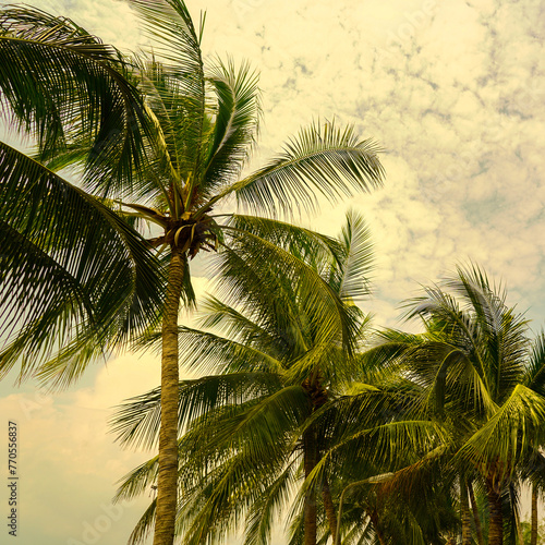 coconut tree, palm tree on the beach © arwiyada