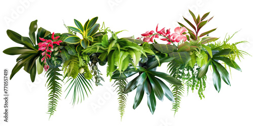 Tropical plants bush decor (hanging Dischidia, Bromeliad, Dracaena, Begonia, Bird’s nest fern), isolated on transparent background photo