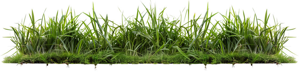 Bermuda grass border, front top view, transparent background