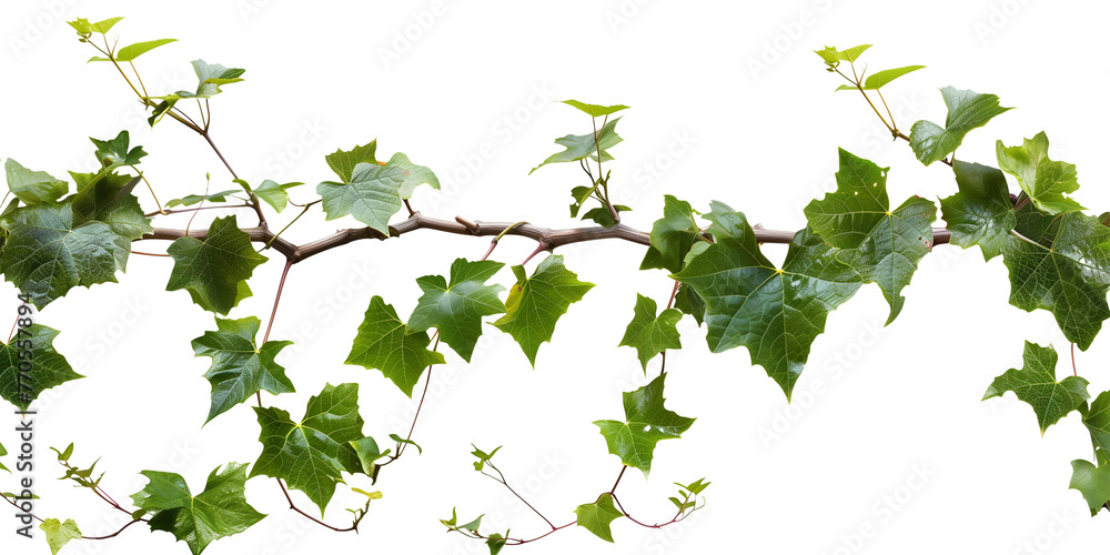 Bush grape or three-leaved wild vine cayratia (Cayratia trifolia) liana ivy plant bush, nature frame jungle border, isolated on transparent background Bush grape or three-leaved wild vine cayratia (Cayratia trifolia) liana ivy plant bush, nature frame jungle border, isolated on transparent background
