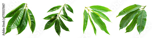 Set of fresh mango leaves on transparent background photo