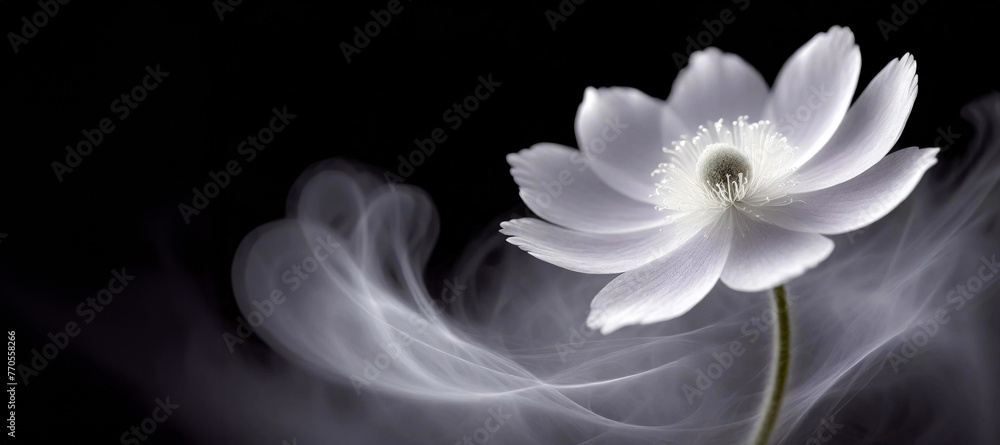 Abstrakcyjny biały kwiat, czarne tło