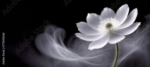 Abstrakcyjny biały kwiat, czarne tło
