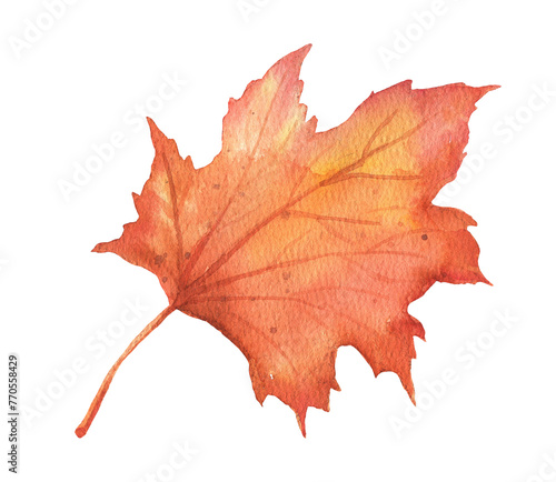 Autumn maple falling leaf on transparent background. Hand drawn watercolor illustration isolated