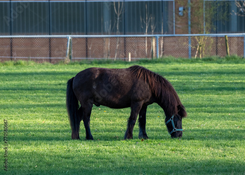 Schwarzes Pony auf einer Koppel
