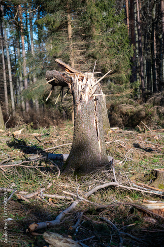 Vom Sturm zerstörter Baum