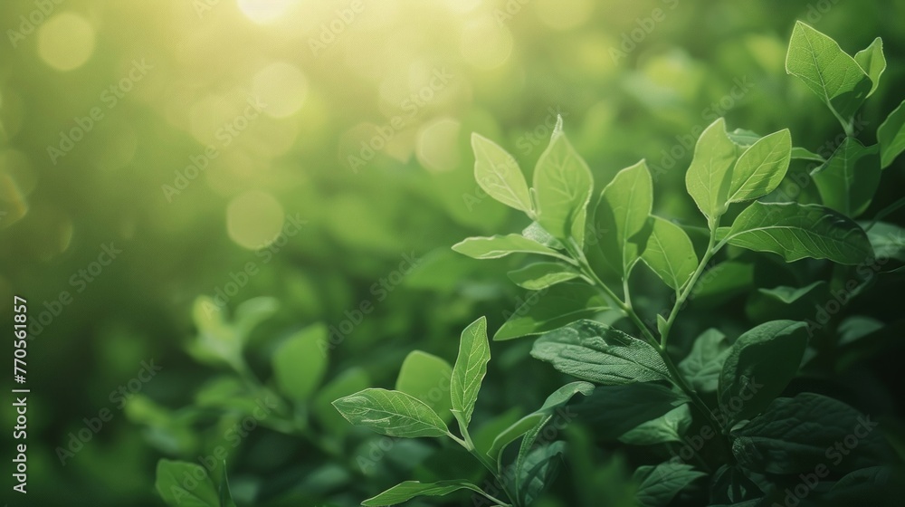 Detailed view of a bush with vibrant green leaves, illuminated by soft light - obrazy, fototapety, plakaty 