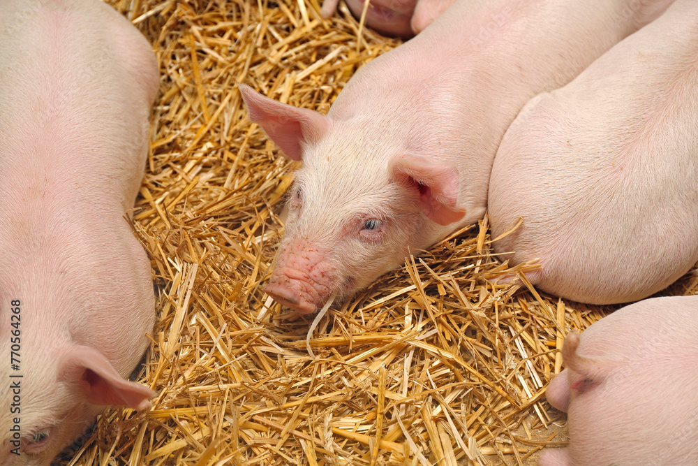 Small Piglets Laying Down in Straw at Animal Farm Small Piglets Laying Down in Straw at Animal Farm