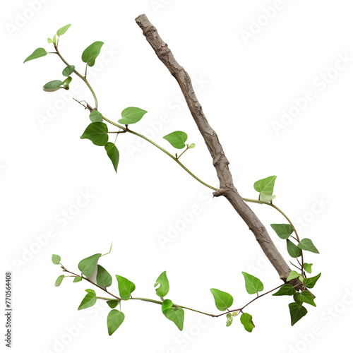 A delicate creeper with tiny leaves delicately embracing a thin, wooden twig, isolated on transparent background