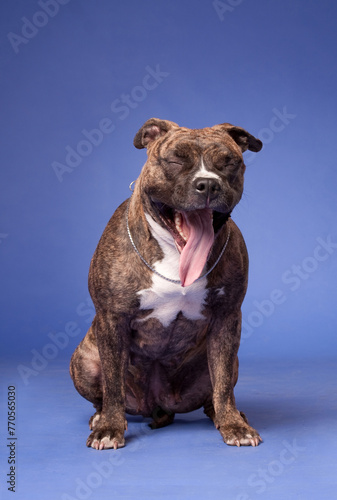 American Staffordshire Terrier yawning dog on a blue background