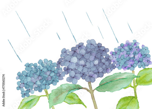 水彩で描いた紫陽花と雨