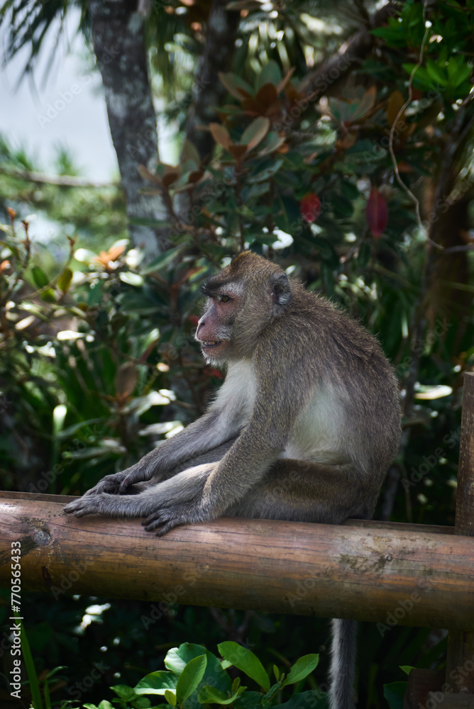 Macaque monkey on the tree in the forest Macaque monkey on the tree in the forest