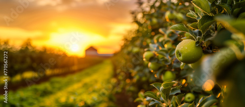 sunset over a green apple orchard with house and orange sky in background © Hamish