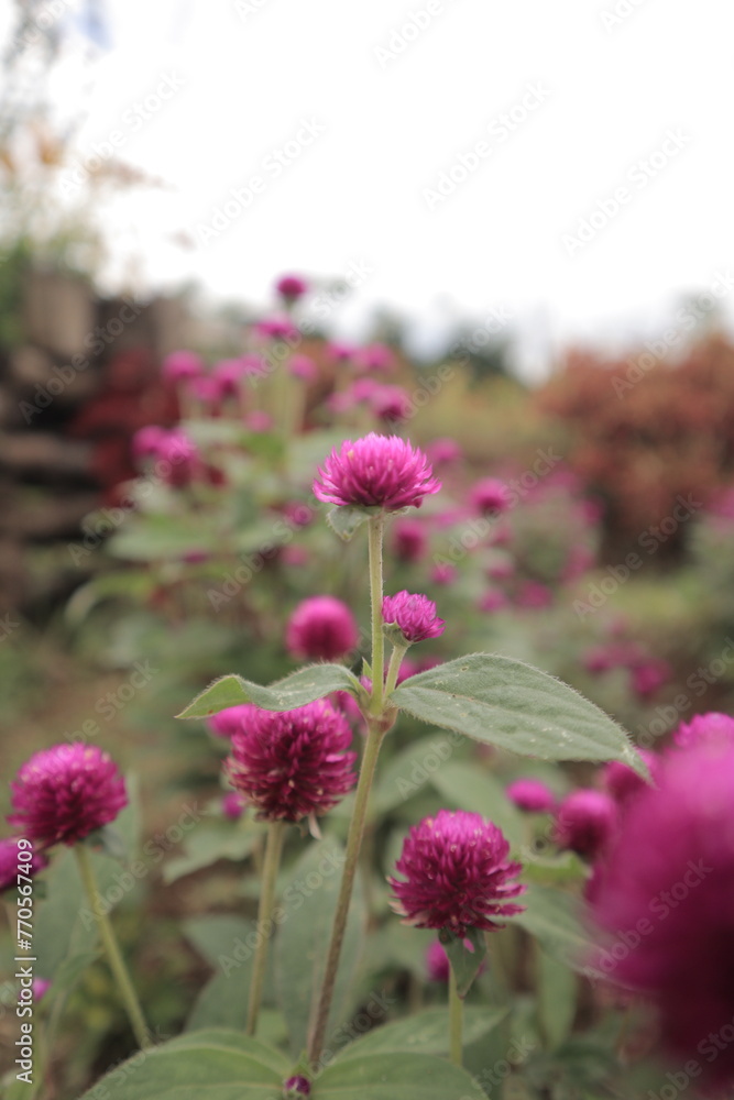Globe amaranth Gomphrena globosa Flowers Closeup. Flowerbed with globe amaranth Gomphrena globosa. Globe amaranth Gomphrena globosa Flowers Closeup. Flowerbed with globe amaranth Gomphrena globosa.