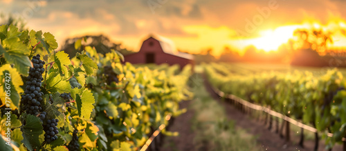 vineyard in sunset close up of red grapes with orange sky and barn in background