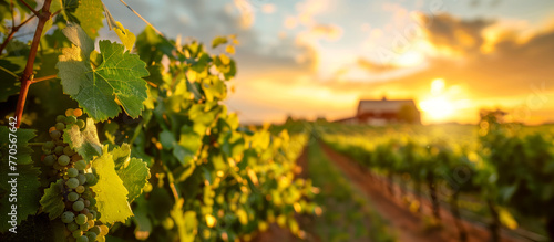 vineyard in sunset close up of green grapes with sky and barn in background