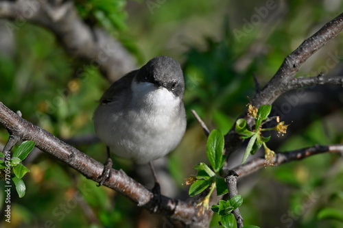 Lesser whitethroat // Klappergrasmücke (Curruca curruca / Sylvia curruca) photo