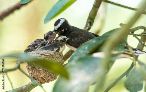 White-browed fantail Feeding cubs, caught pray flycatcher photo