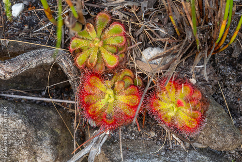 Carnivorous Plants: Drosera xerophila in natural habitat close to Hermanus in the Western Cape of South Africa