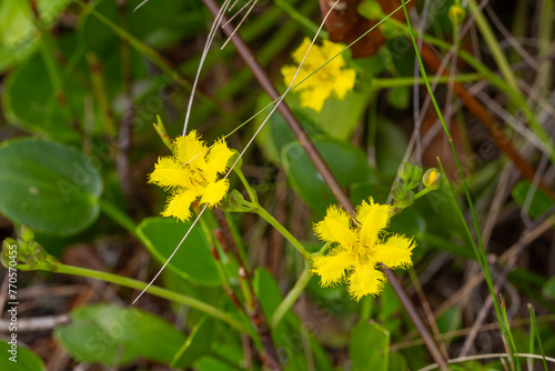 Villarsia capensis in the mountains near Hermanus, Western Cape of South Africa