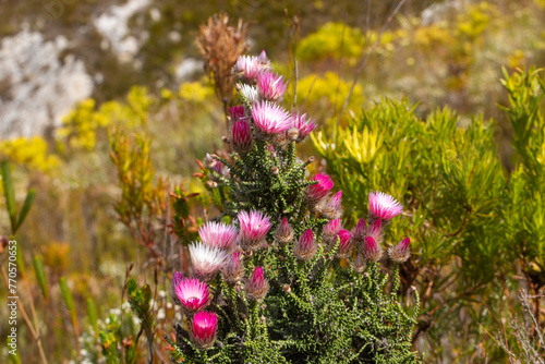 Cape Strawflower (Phaenocoma prolifera) in natural habitat close to Hermanus in the Western Cape of South Africa