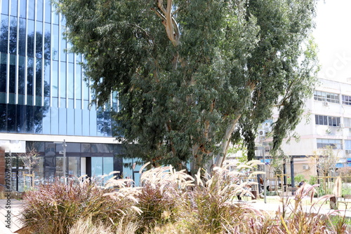 Tel Aviv Israel 03/28/2024. Buildings and structures of Tel Aviv through the foliage of tall trees. photo