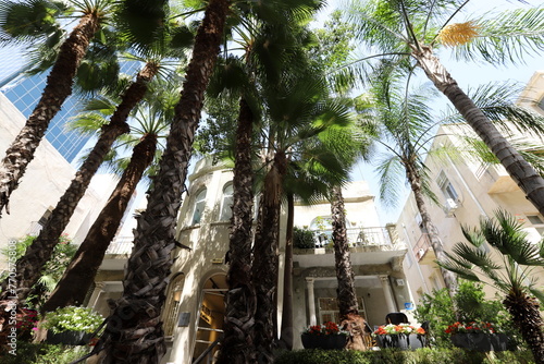 Tel Aviv Israel 03/28/2024. Buildings and structures of Tel Aviv through the foliage of tall trees. photo