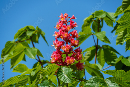 Close up of beautiful blossom of red horse chestnut (aesculus x carnea) tree. Spring concept for natural design photo