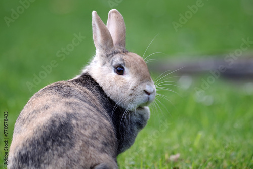 Ein niedliches Kaninchen sitzt im Gras und schaut sich um