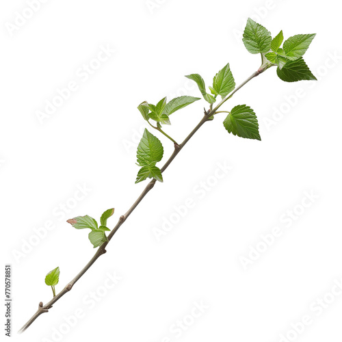 A delicate creeper with tiny leaves delicately embracing a thin, wooden twig, isolated on transparent background