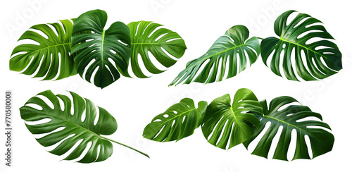 Set of green monstera leaves  cut out