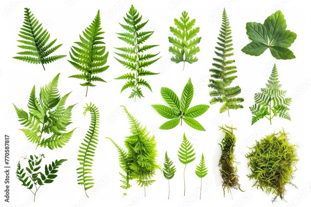 Collection of various ferns and mosses isolated on white background, botanical nature elements