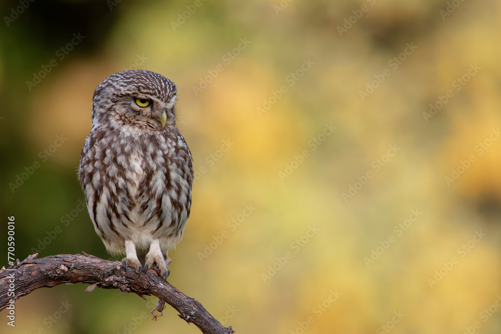 A little owl perched on a branch. A little owl perched on a branch.
