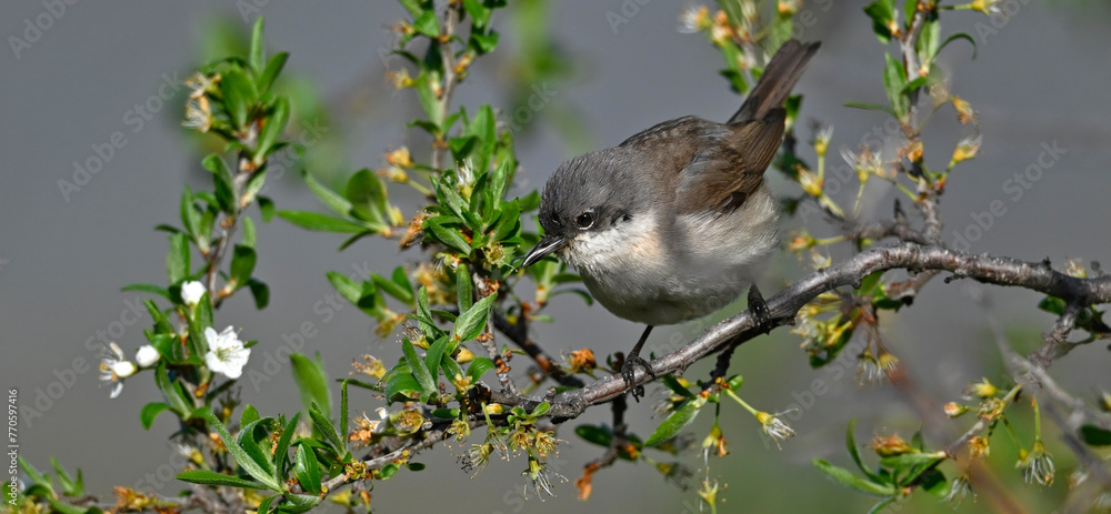 Klappergrasmücke // Lesser whitethroat (Curruca curruca / Sylvia curruca)