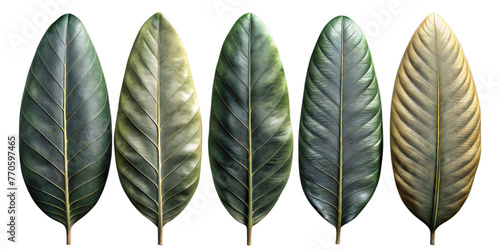 beautify leaves Illustrated on transparent background, from different tree species like chestnut, oak, birch
 photo