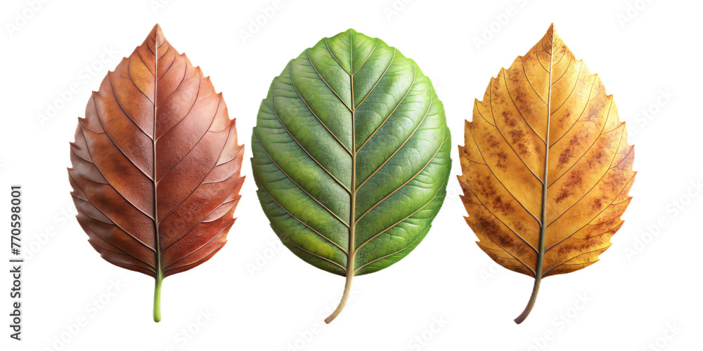 Obraz premium beautify leaves Illustrated on transparent background, from different tree species like chestnut, oak, birch 
