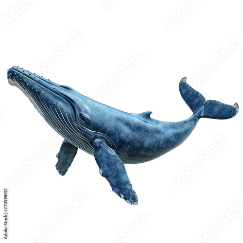 blue whale Isolated on white © Kitta